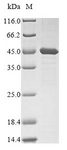 BCAT2 Protein - (Tris-Glycine gel) Discontinuous SDS-PAGE (reduced) with 5% enrichment gel and 15% separation gel.