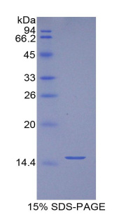BGN / Biglycan Protein - Recombinant Biglycan By SDS-PAGE