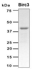 BIRC3 / cIAP2 Protein
