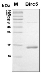 BIRC5 / Survivin Protein