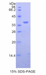 BLC / CXCL13 Protein - Recombinant B-Lymphocyte Chemoattractant 1 By SDS-PAGE