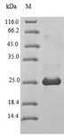 BLM Protein - (Tris-Glycine gel) Discontinuous SDS-PAGE (reduced) with 5% enrichment gel and 15% separation gel.