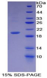 BMP12 / GDF7 Protein