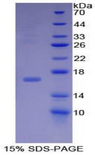 BMP15 Protein - Recombinant Bone Morphogenetic Protein 15 By SDS-PAGE