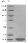 BMP3 Protein - (Tris-Glycine gel) Discontinuous SDS-PAGE (reduced) with 5% enrichment gel and 15% separation gel.