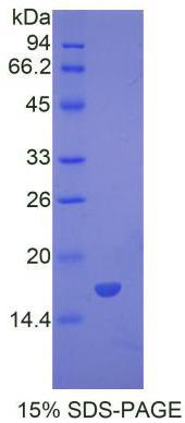 BMP7 Protein - Recombinant Bone Morphogenetic Protein 7 By SDS-PAGE