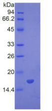 BMP7 Protein - Active Bone Morphogenetic Protein 7 (BMP7) by SDS-PAGE