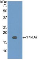 BMP7 Protein - Active Bone Morphogenetic Protein 7 (BMP7) by WB