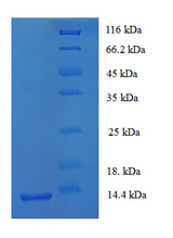 BRAK / CXCL14 Protein