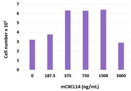 BRAK / CXCL14 Protein