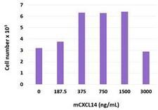 BRAK / CXCL14 Protein
