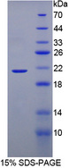 BRD8 Protein - Recombinant  Bromodomain Containing Protein 8 By SDS-PAGE