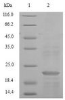 C15orf48 / NMES1 Protein - (Tris-Glycine gel) Discontinuous SDS-PAGE (reduced) with 5% enrichment gel and 15% separation gel.