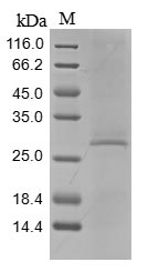 C1QTNF3 / CTRP3 Protein - (Tris-Glycine gel) Discontinuous SDS-PAGE (reduced) with 5% enrichment gel and 15% separation gel.