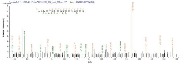 C1QTNF3 / CTRP3 Protein - Based on the SEQUEST from database of E.coli host and target protein, the LC-MS/MS Analysis result of Recombinant Mouse Complement C1q tumor necrosis factor-related protein 3(C1qtnf3) could indicate that this peptide derived from E.coli-expressed Mus musculus (Mouse) C1qtnf3.