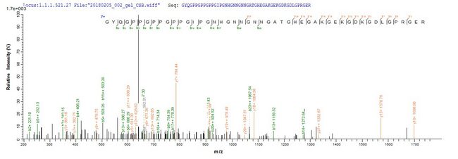 C1QTNF3 / CTRP3 Protein - Based on the SEQUEST from database of E.coli host and target protein, the LC-MS/MS Analysis result of Recombinant Mouse Complement C1q tumor necrosis factor-related protein 3(C1qtnf3) could indicate that this peptide derived from E.coli-expressed Mus musculus (Mouse) C1qtnf3.