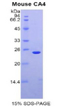 CA4 / Carbonic Anhydrase IV Protein - Recombinant Carbonic Anhydrase IV By SDS-PAGE