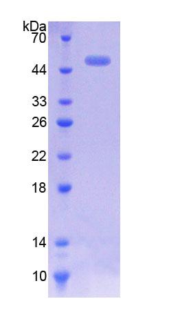 CACNA1H / Cav3.2 Protein - Recombinant  Calcium Channel, Voltage Dependent, T-Type, Alpha 1H Subunit By SDS-PAGE