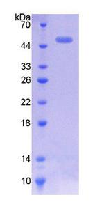 CACNA1H / Cav3.2 Protein - Recombinant  Calcium Channel, Voltage Dependent, T-Type, Alpha 1H Subunit By SDS-PAGE