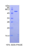 CASP14 / Caspase 14 Protein - Recombinant Caspase 14 By SDS-PAGE