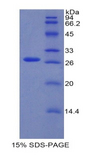 CBFA1 / RUNX2 Protein - Recombinant Runt Related Transcription Factor 2 By SDS-PAGE