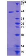 CCL19 / MIP3-Beta Protein - Recombinant  Macrophage Inflammatory Protein 3 Beta By SDS-PAGE