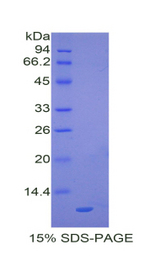 CCL20 / MIP-3-Alpha Protein - Recombinant Macrophage Inflammatory Protein 3 Alpha By SDS-PAGE
