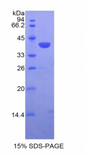 CCL21 / SLC Protein - Recombinant Secondary Lymphoid Tissue Chemokine By SDS-PAGE