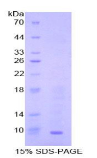 CCL22 / MDC Protein - Recombinant Macrophage Derived Chemokine By SDS-PAGE