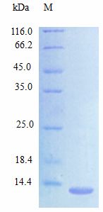 CCL24 / Eotaxin 2 Protein