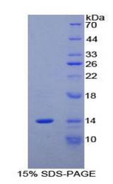 CCL24 / Eotaxin 2 Protein - Recombinant Myeloid Progenitor Inhibitory Factor 2 By SDS-PAGE