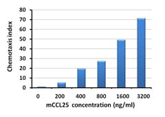 CCL25 / TECK Protein - Baf3-hCCR9 transfectants chemoattracted by mouse CCL25.