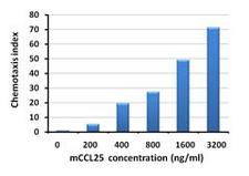 CCL25 / TECK Protein - Baf3-hCCR9 transfectants chemoattracted by mouse CCL25.