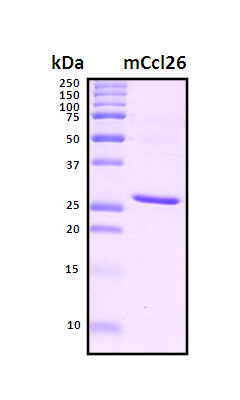 CCL26 / Eotaxin 3 Protein - SDS-PAGE under reducing conditions and visualized by Coomassie blue staining
