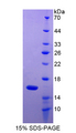 Ccl9 / MIP-1 Gamma Protein - Recombinant  Macrophage Inflammatory Protein 1 Gamma By SDS-PAGE