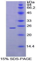 CD110 / MPL Protein - Recombinant Myeloproliferative Leukemia Virus Oncogene By SDS-PAGE