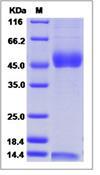 CD1D2 + B2M Protein