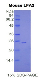 CD2 Protein - Recombinant Lymphocyte Function Associated Antigen 2 By SDS-PAGE