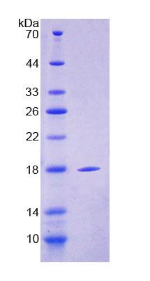 CD209 / DC-SIGN Protein - Recombinant  C-Type Lectin Domain Family 4, Member L By SDS-PAGE