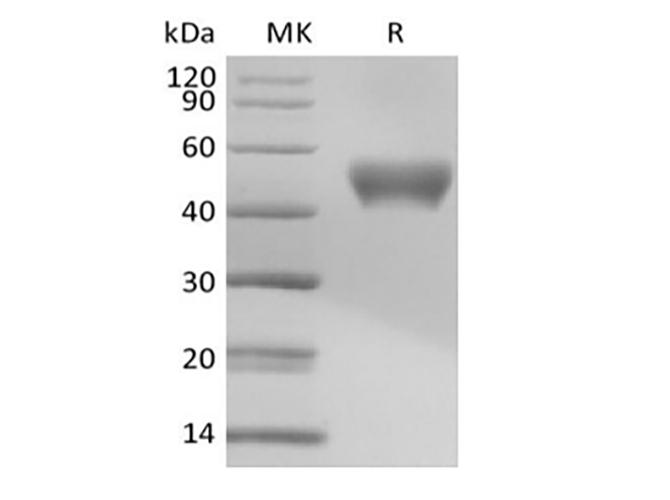 CD24 Protein - Recombinant Mouse Signal Transducer CD24/CD24 (C-Fc)