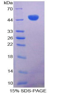 CD28 Protein - Recombinant Cluster Of Differentiation 28 By SDS-PAGE
