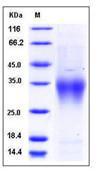 CD28 Protein