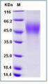 CD30 Protein