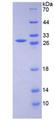 CD33 Protein - Recombinant Sialic Acid Binding Ig Like Lectin 3 By SDS-PAGE
