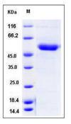 CD39 Protein