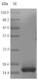 CD3E Protein - (Tris-Glycine gel) Discontinuous SDS-PAGE (reduced) with 5% enrichment gel and 15% separation gel.