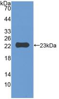 CD47 Protein - Active Integrin Associated Protein (IAP) by WB