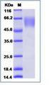 CD47 Protein