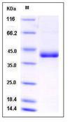 cd59a Protein