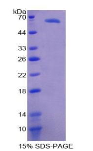 CD68 Protein - Recombinant Scavenger Receptor Class D Member 1 By SDS-PAGE